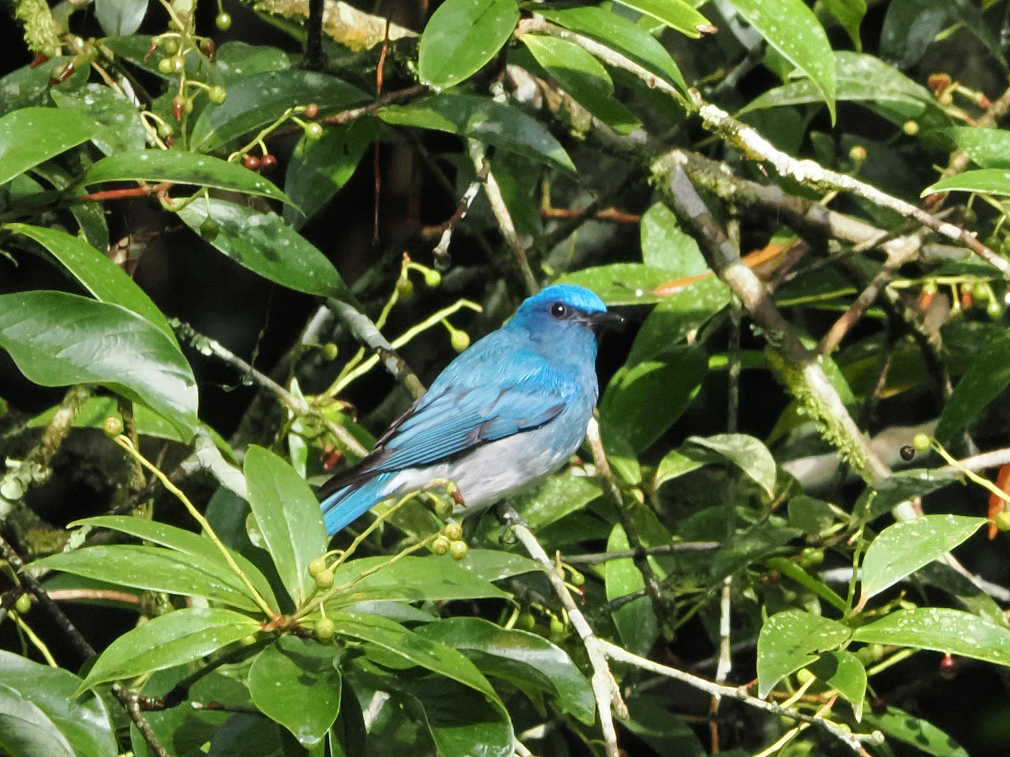 Pale Blue Flycatcher