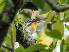Ficedula mugimaki