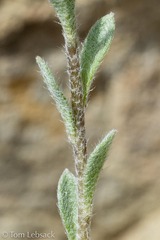 Alyssum simplex