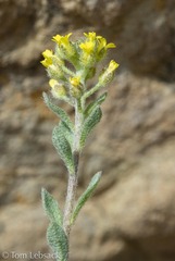 Alyssum simplex