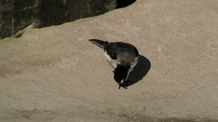 Motacilla alba lugens