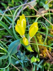 Gagea bohemica
