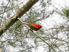 Aethopyga temminckii