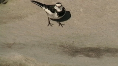 Motacilla alba lugens