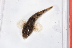Odontobutis obscurus