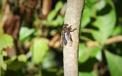 Asilidae