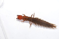 Protohermes grandis