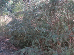 Leptospermum lanigerum