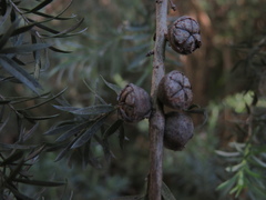 Leptospermum lanigerum