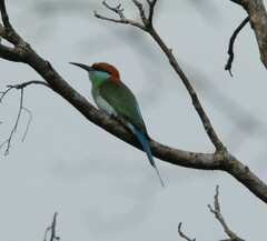 Merops americanus