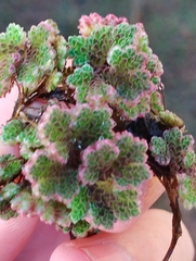 Azolla