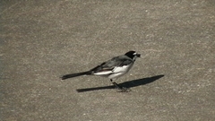 Motacilla alba lugens