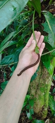 Anthurium sellowianum