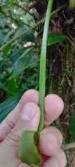 Anthurium sellowianum