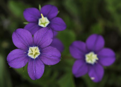 Legousia speculum-veneris