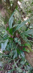 Anthurium sellowianum