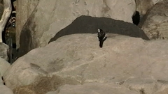 Motacilla alba lugens