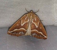 Caripeta angustiorata