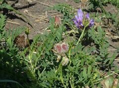Astragalus agrestis