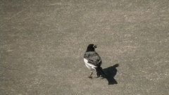 Motacilla alba lugens