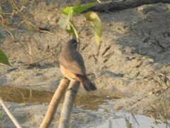 Luscinia svecica