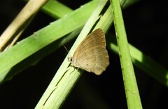 Cissia