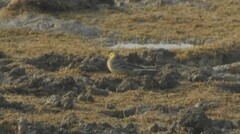 Motacilla citreola