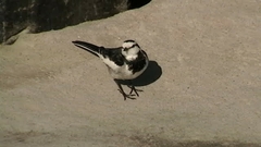 Motacilla alba lugens
