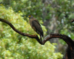 Spilornis holospilus