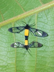 Cosmosoma stibosticta