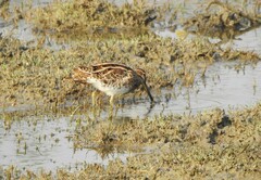 Gallinago gallinago