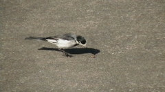 Motacilla alba lugens