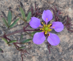 Fagonia cretica
