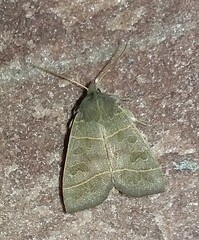 Ipimorpha pleonectusa
