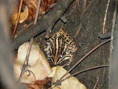 Leptodactylus gracilis