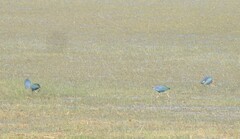 Porphyrio poliocephalus