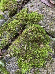 Didymodon