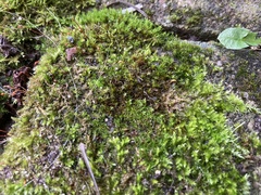 Didymodon