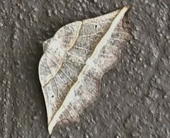 Metanema determinata