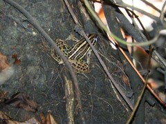 Leptodactylus gracilis