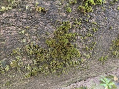 Orthotrichum diaphanum