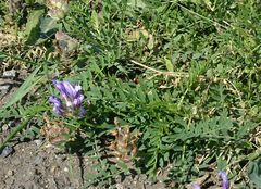 Astragalus agrestis