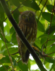 Ninox philippensis