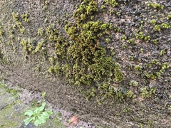 Orthotrichum diaphanum