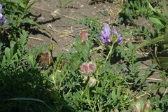Astragalus agrestis