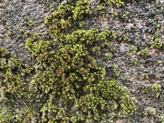 Orthotrichum diaphanum