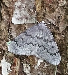 Nepytia pellucidaria