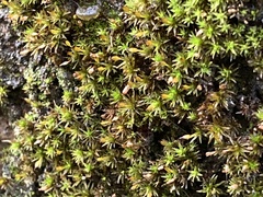 Orthotrichum diaphanum