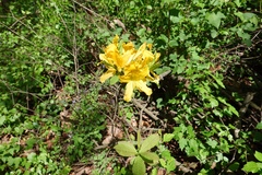 Rhododendron molle