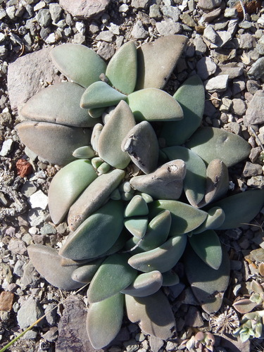 Deilanthe peersii, photograph 2